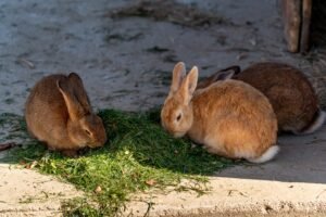 Conejo comiendo con normalidad, señal de buena salud