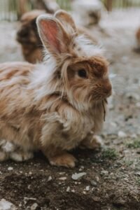Conejo de raza Angora