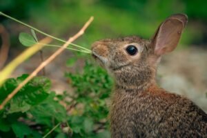 Comportamientos normales del conejo que generan dudas