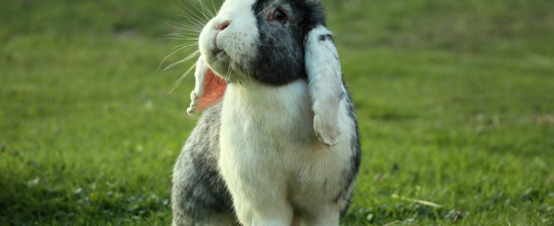 Las razas de conejo más populares para tener en casa
