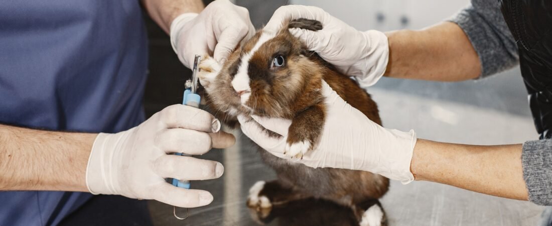 Cómo saber si tu conejo está enfermo: señales de alerta