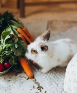 Verduras frescas: la segunda pata de la dieta