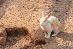 Conejo cavando en caja de excavación