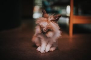 Conejo cabeza de león mostrando su melena característica
