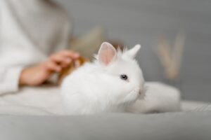 Persona ayudando a un conejo durante la muda del pelo