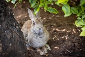 Conejo refugiado a la sombra en verano