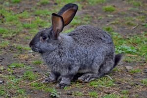 Conejo gris sentado al aire libre