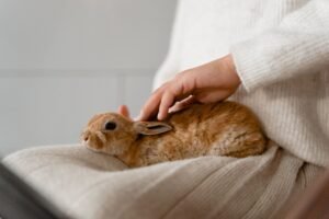 Persona cuidando a un conejo doméstico
