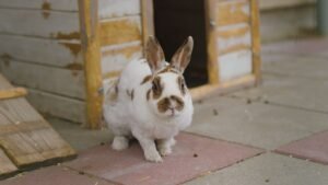 Conejo en conejera de exterior en invierno