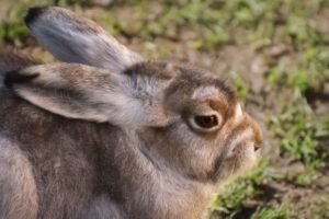 Primer plano de las orejas de un conejo