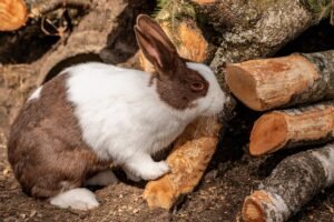 Conejo con juguetes masticables