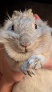 Cortar las uñas a tu conejo: por qué es importante