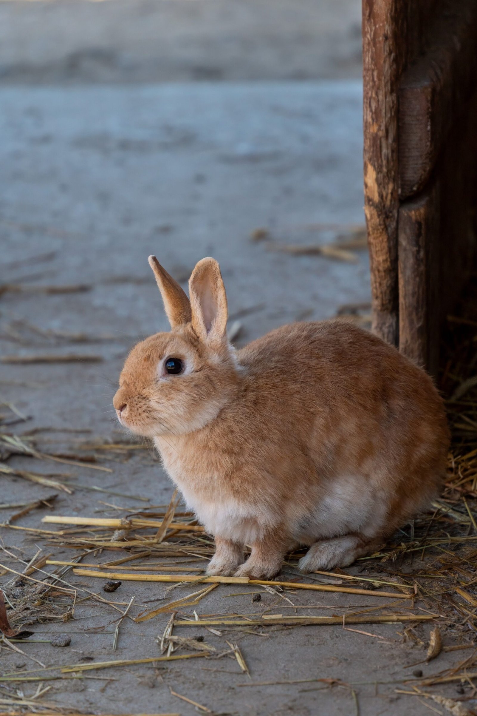 Conejo de una raza doméstica