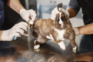 Conejo en una consulta veterinaria