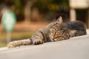 Gato atigrado relajado al aire libre