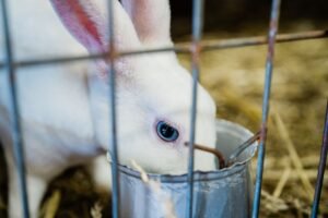 Conejo comiendo de un comedero