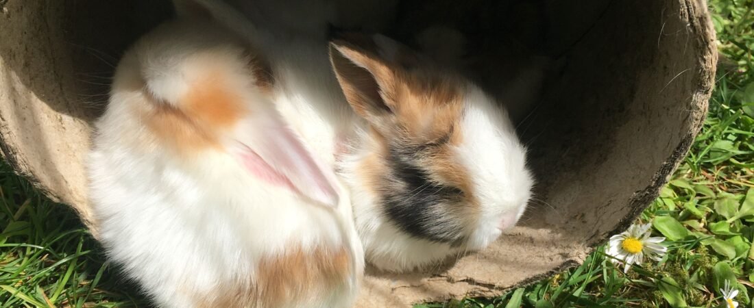 Juguetes para conejos: guía completa por tipo