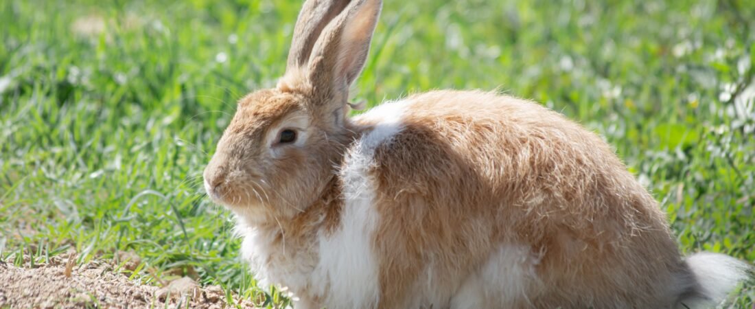 Cómo hacer la muda del pelo más fácil a tu conejo