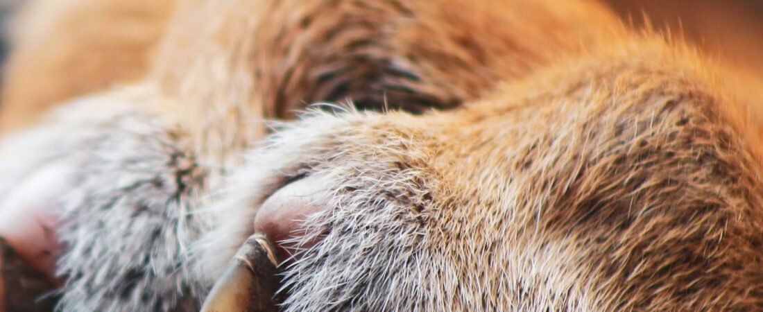 Cómo Cortar las Uñas a tu Conejo: Guía Paso a Paso