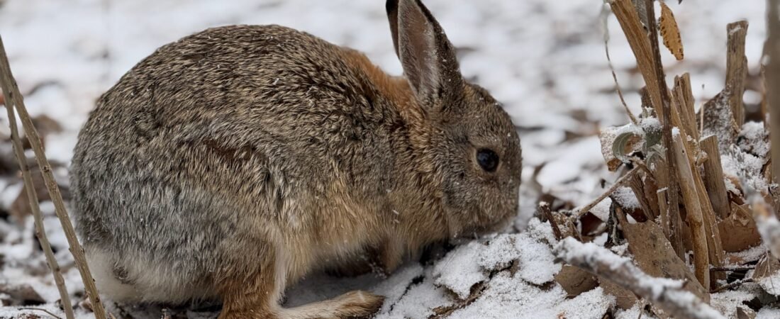 Cómo proteger a tu conejo en invierno
