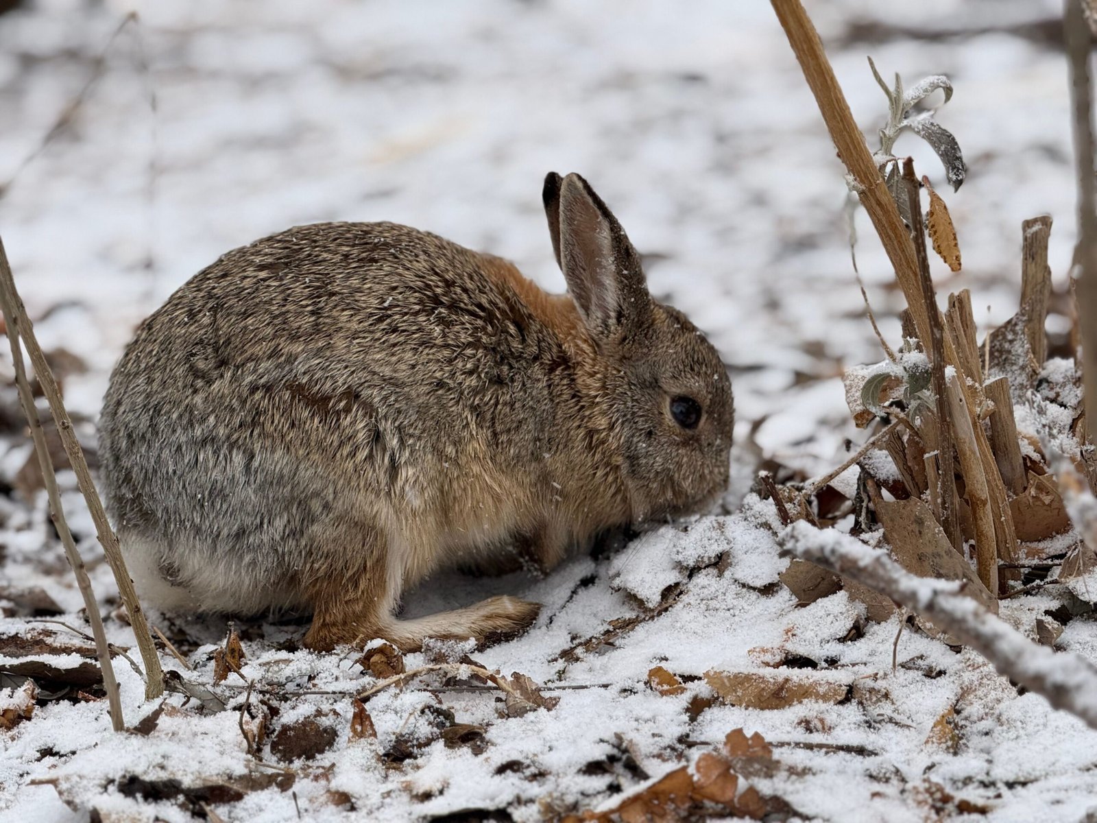 Cómo proteger a tu conejo en invierno