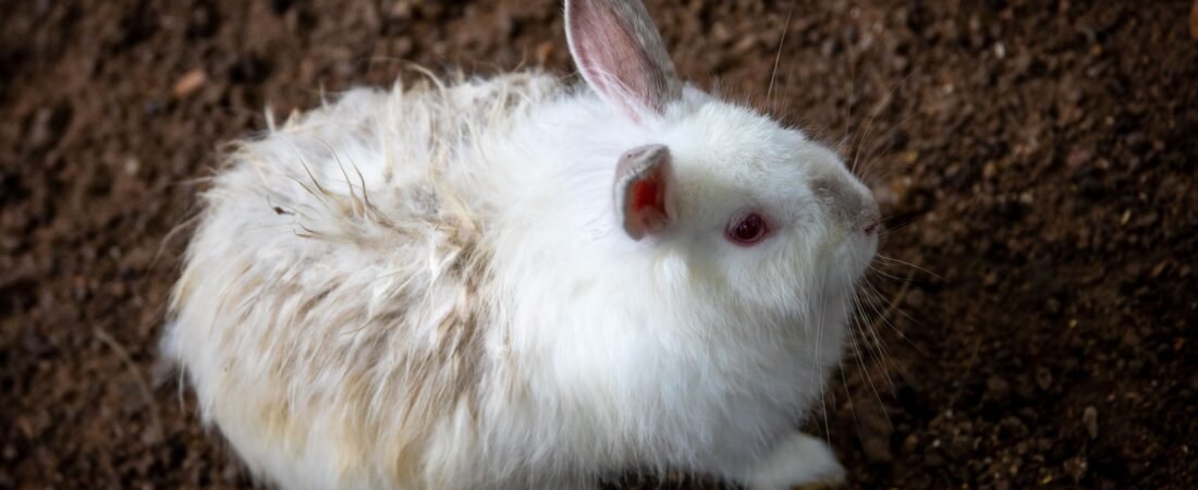 Cuánto Cuesta Tener un Conejo: Presupuesto Real