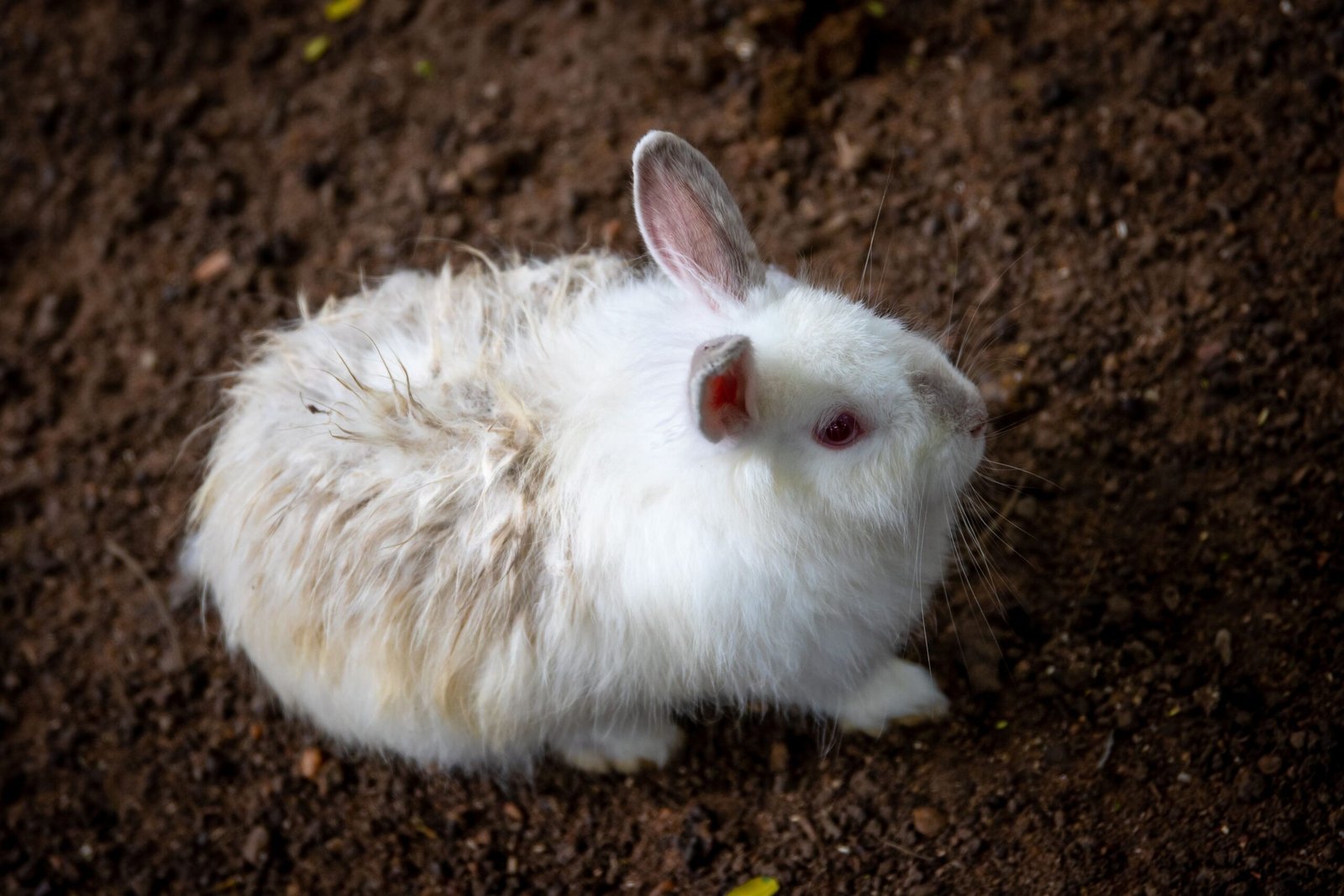 Cuánto Cuesta Tener un Conejo: Presupuesto Real