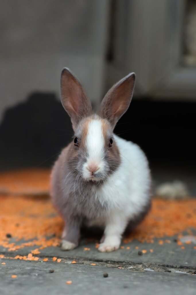 Conejo adorable marrón y blanco