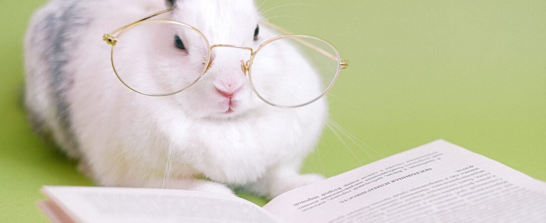 Nombres para Conejos: +100 Ideas Originales