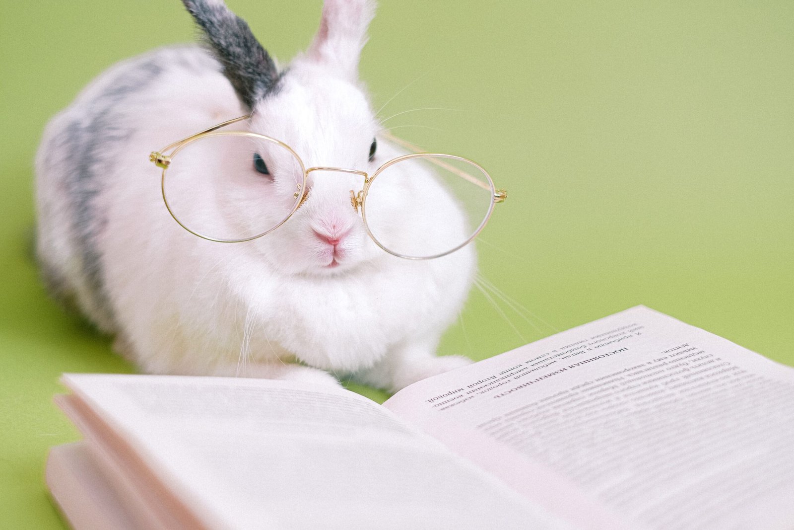 Nombres para Conejos: +100 Ideas Originales