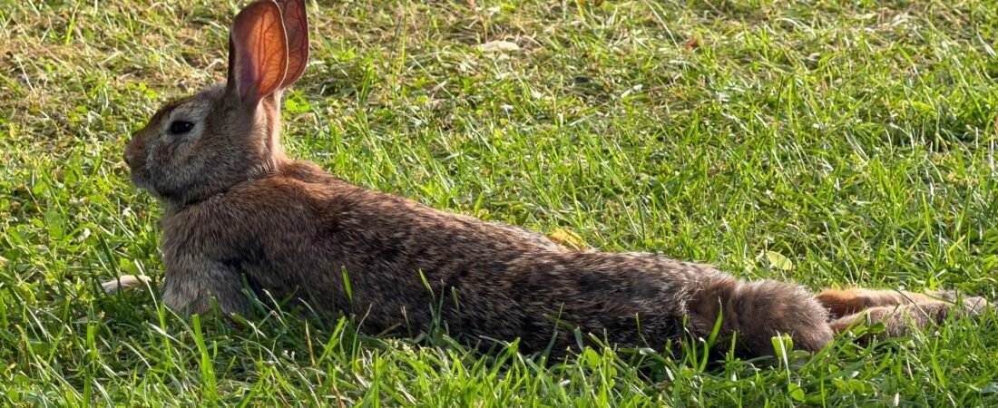 Golpe de calor en conejos: cómo prevenirlo en verano
