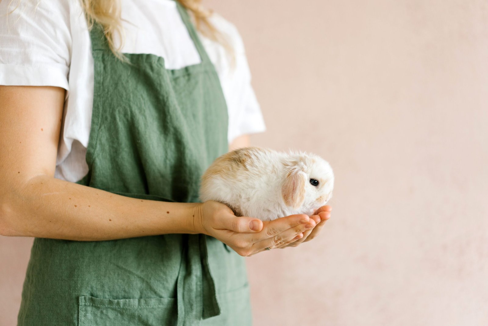 Esterilizar a tu conejo: todo lo que debes saber