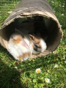 Conejo en túnel usado como escondite
