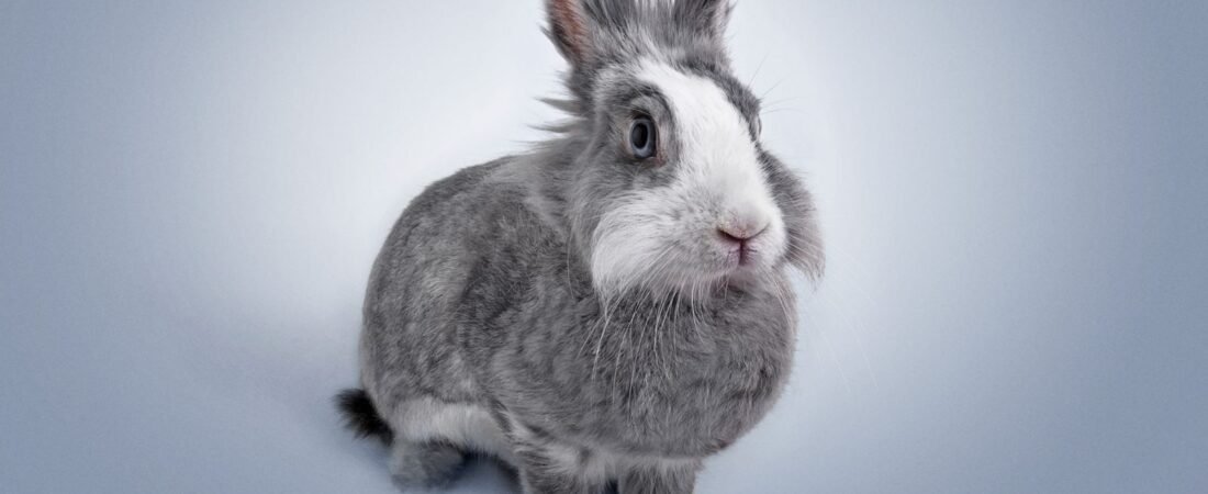 ¿Cuánto vive un conejo? Esperanza de vida y cómo alargarla