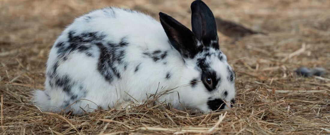 Mejor heno para conejos: cómo elegirlo y qué comprar