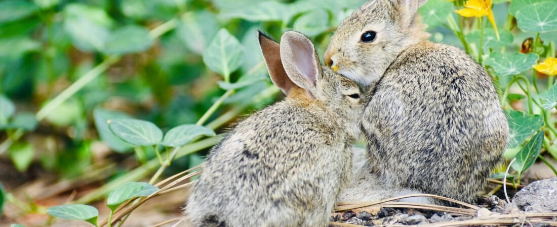 ¿Es mejor tener uno o dos conejos? Guía antes de decidir